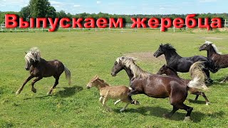 видео: Жеребец в табуне картинка: Жеребец в табуне