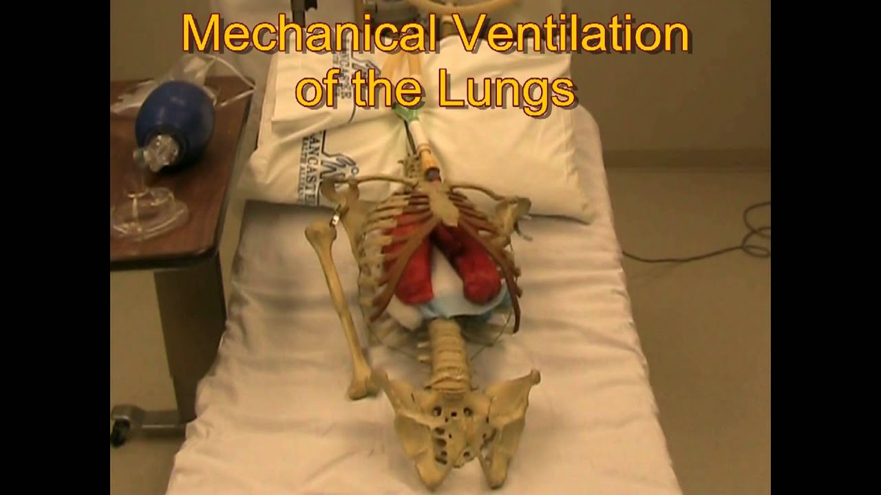 RESPIRATORY CARE: Ventilation of the Lungs 