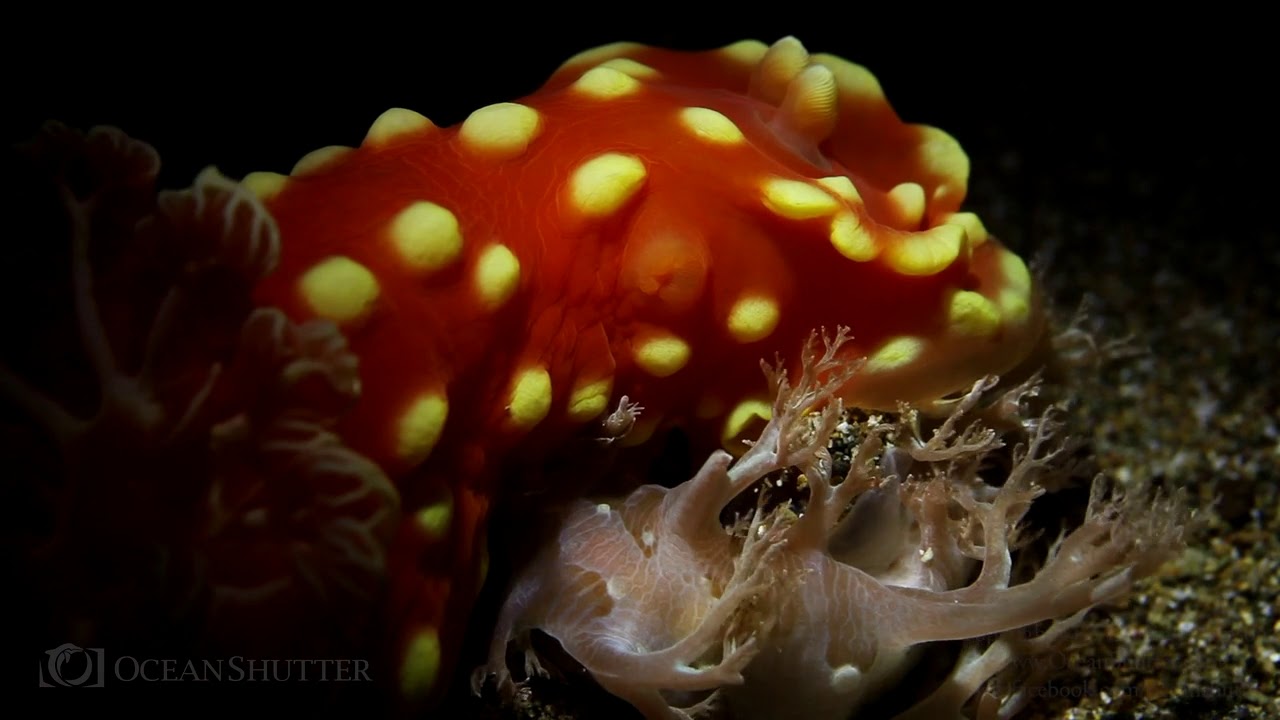 Nudi Eat Nudi World Underwater Nudibranchs HD - YouTube