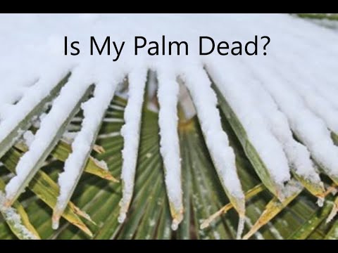 Video: Pot fi congelate palmierii copți?