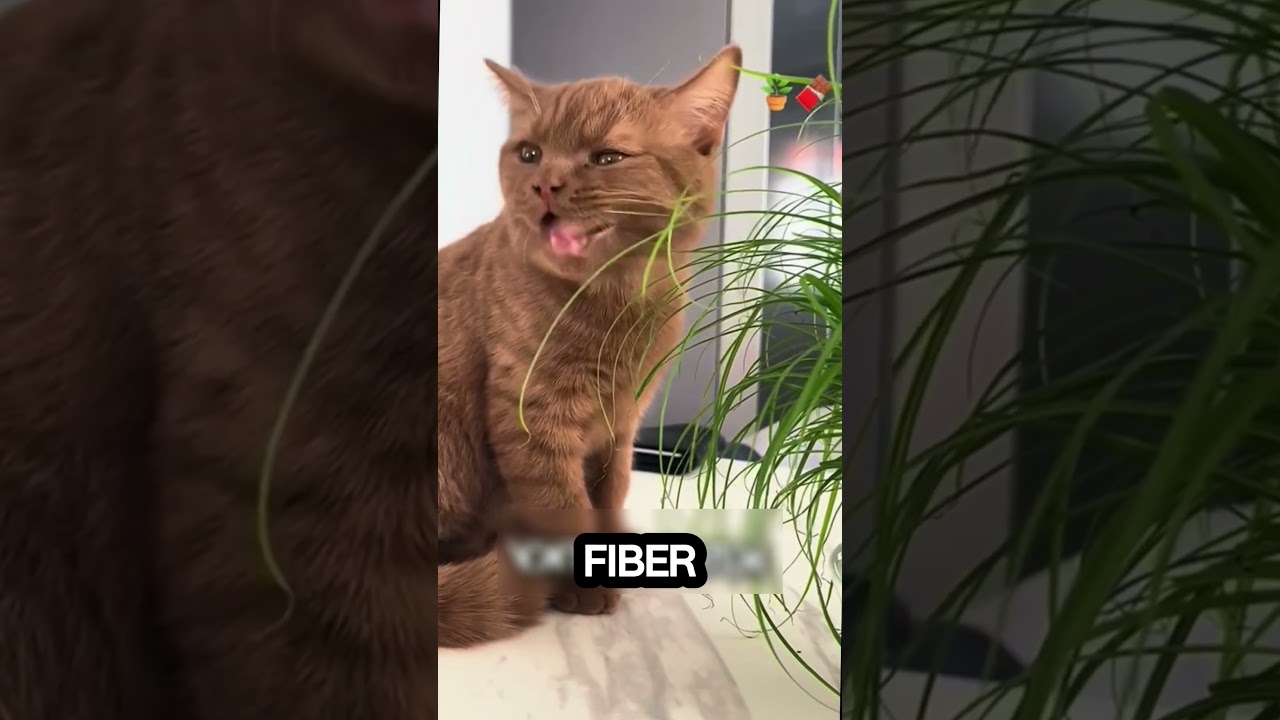 Did you know that cats can eat salad 