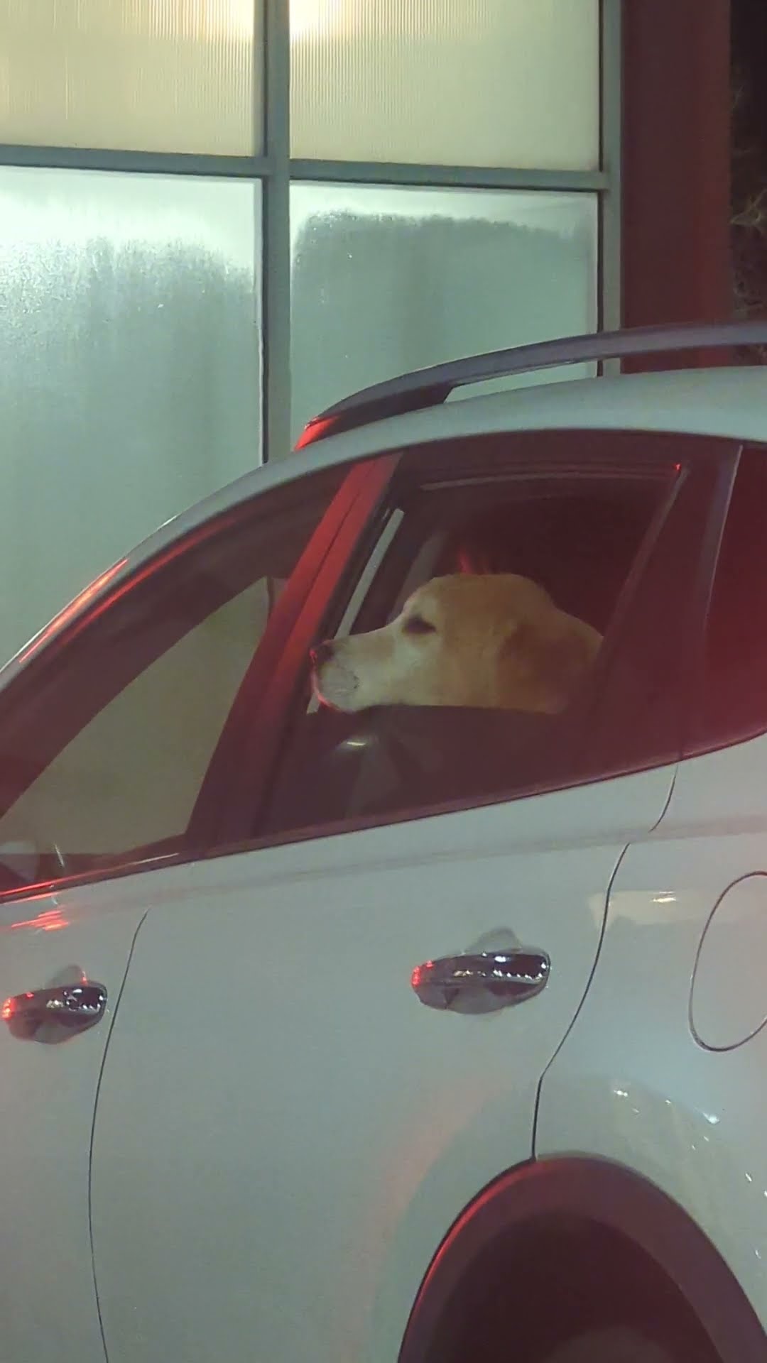 Dog Adorably Scratches Chin On Car Window || ViralHog