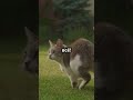 Почему кошки такие гибкие? 🙀😻  #кот #питомцы
