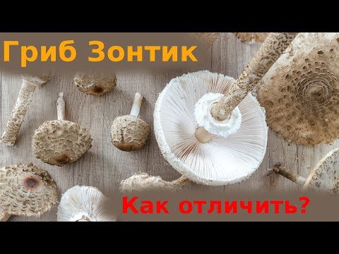 Гриб Зонтик Съедобный. Видео Как Отличить (Macrolepiota procera)