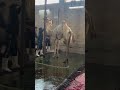 جمل اكسبلور المصحف    الرحمن   الرحمن دوي