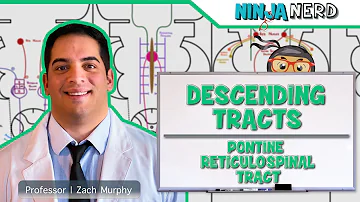 Neurology | Descending Tracts: Pontine Reticulospinal Tract