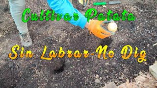 HUERTO. CULTIVAR PATATA SIN LABRAR - NO DIG || Evolución Forestal