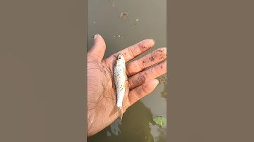 I Helped the stranded fish back home (Tôi dã cúú con cá bì nãc càn) #Fish #animals #shorts