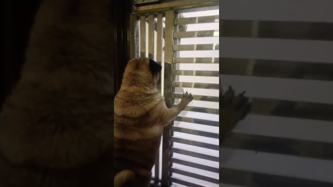 Monkey and Pug fight🐶 