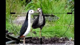 Berburu Burung Ruak Ruak. .