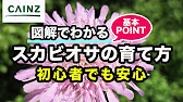 スカビオサ 別名 ブルーバルーン マツムシソウ の育て方カインズ花図鑑 Youtube スカビオサ 別名 ブルーバルーン マツムシソウ の育て方カインズ花図鑑 Youtube
