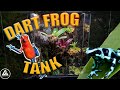 DART FROG VIVARIUM OVERHAUL!!!