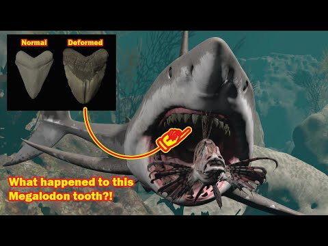 Why did this Megalodon need a dentist?