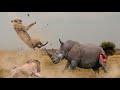 Best Lion vs Rhinoceros Real FightㅣWild Animal Attacksㅣ사자의 무서운 전투능력