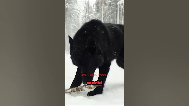 All Wolves Respect This!! (Alpha Black Wolf)🐺 thumbnail