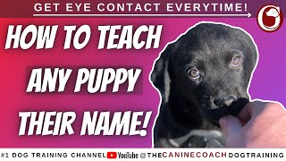 Teach Your Puppy Their Name In Just 5 Minutes!! 🤯