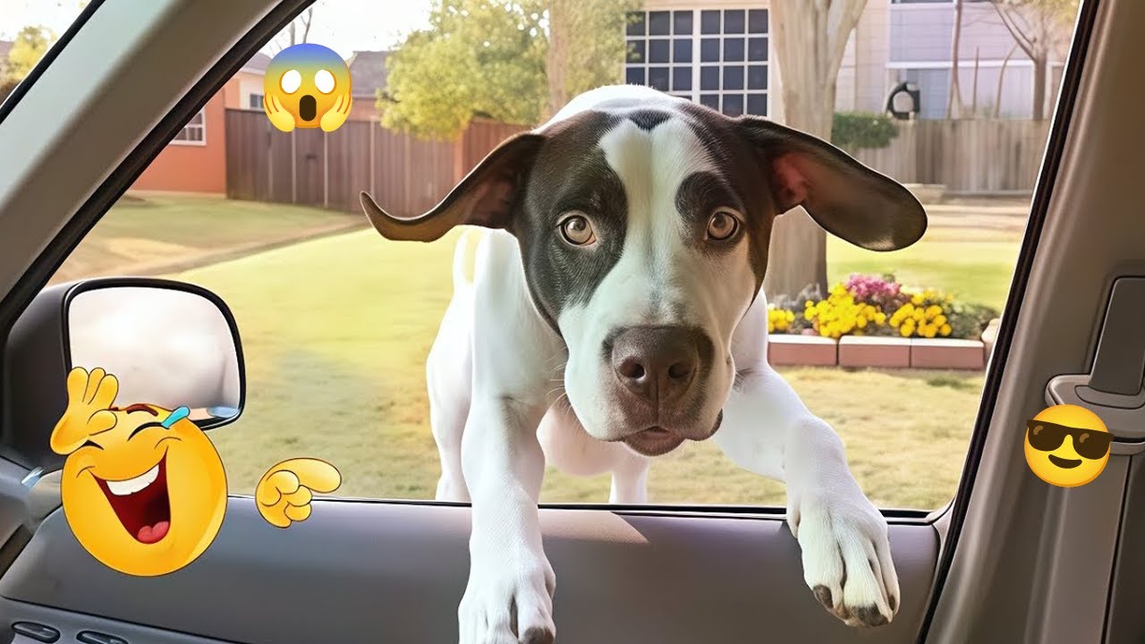You’ll Laugh in 5 Seconds 😂🦮 Funny Dog Compilation 2026 #13