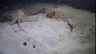 Minimaxing with Crustaceans Guide
