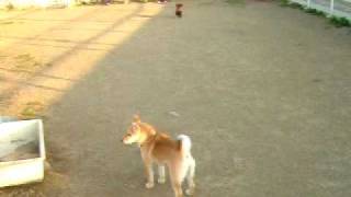 DSCF2247.AVI