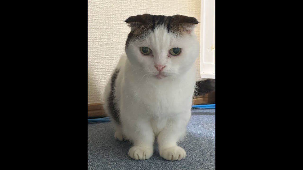 猫ライブ配信🐱かいちゃん🐱ハチワレ猫🐱2025000813#猫 #ねこ