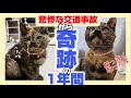 【緊急保護】道端で流血!必死に鳴いていた子猫を保護してから…【現在までの成長記録】
