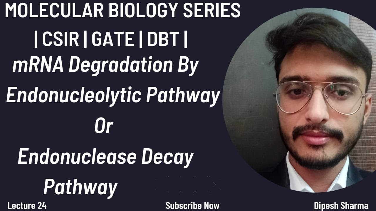 Molecular Biology Lecture 24 mRNA Degradation In Eukaryotes By ...