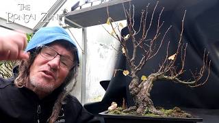 Information Fall Pruning My Small Leaf Linden, The Bonsai Zone, Oct 2026 Update