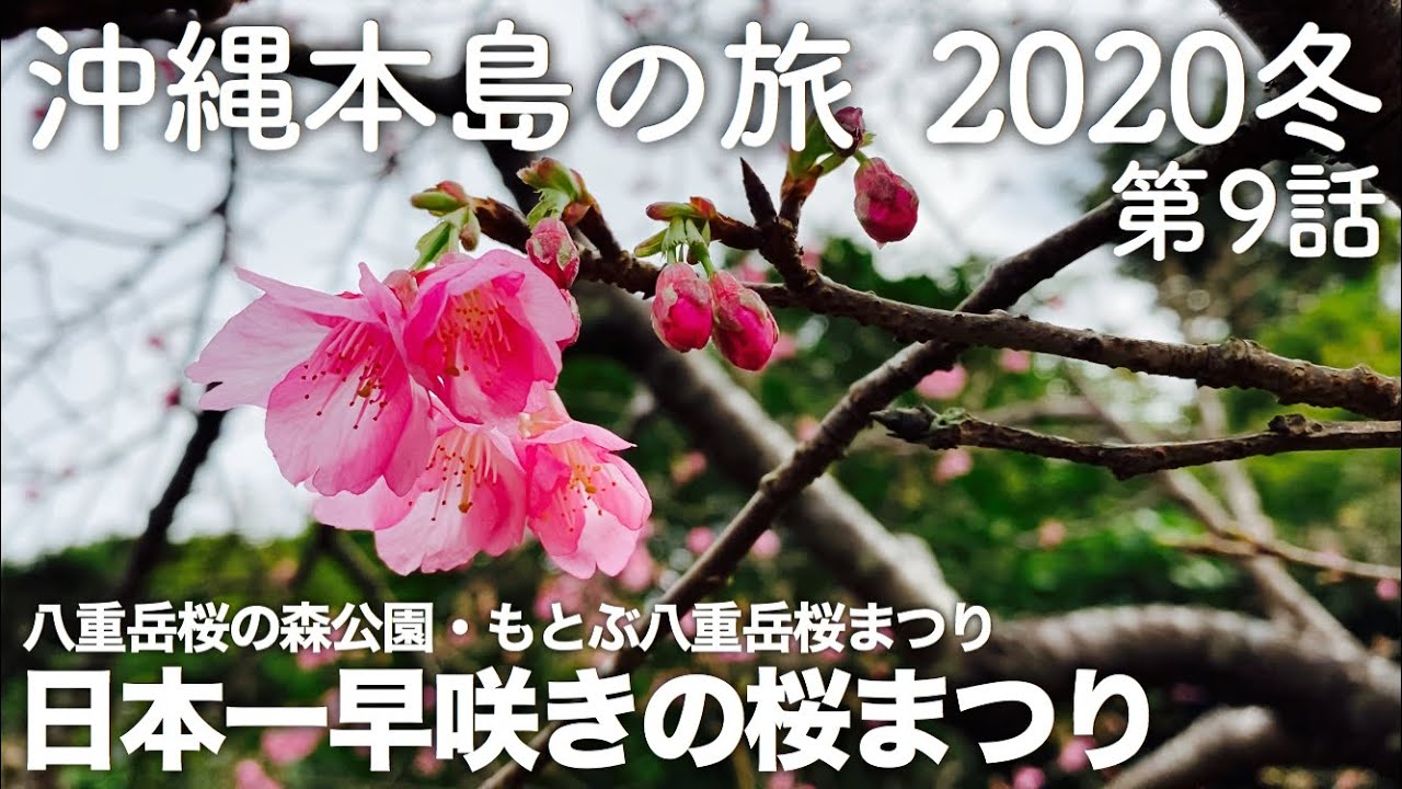 沖縄旅行 沖縄本島の旅 冬 第9話 八重岳桜の森公園 もとぶ八重岳桜まつり 日本一早咲きの桜まつり Cherry Blossoms In Okinawa Youtube 沖縄旅行 沖縄本島の旅 冬 第9話 八重岳桜の森公園 もとぶ八重岳桜まつり 日本一早咲きの桜まつり Cherry Blossoms In Okinawa Youtube