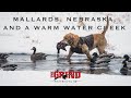 Mallards, Nebraska, and a Warm Water Creek | The Grind S10:E7