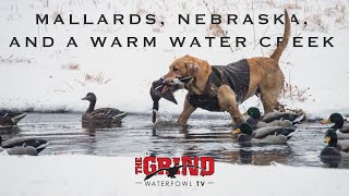 Mallards, Nebraska, and a Warm Water Creek | The Grind S10:E7