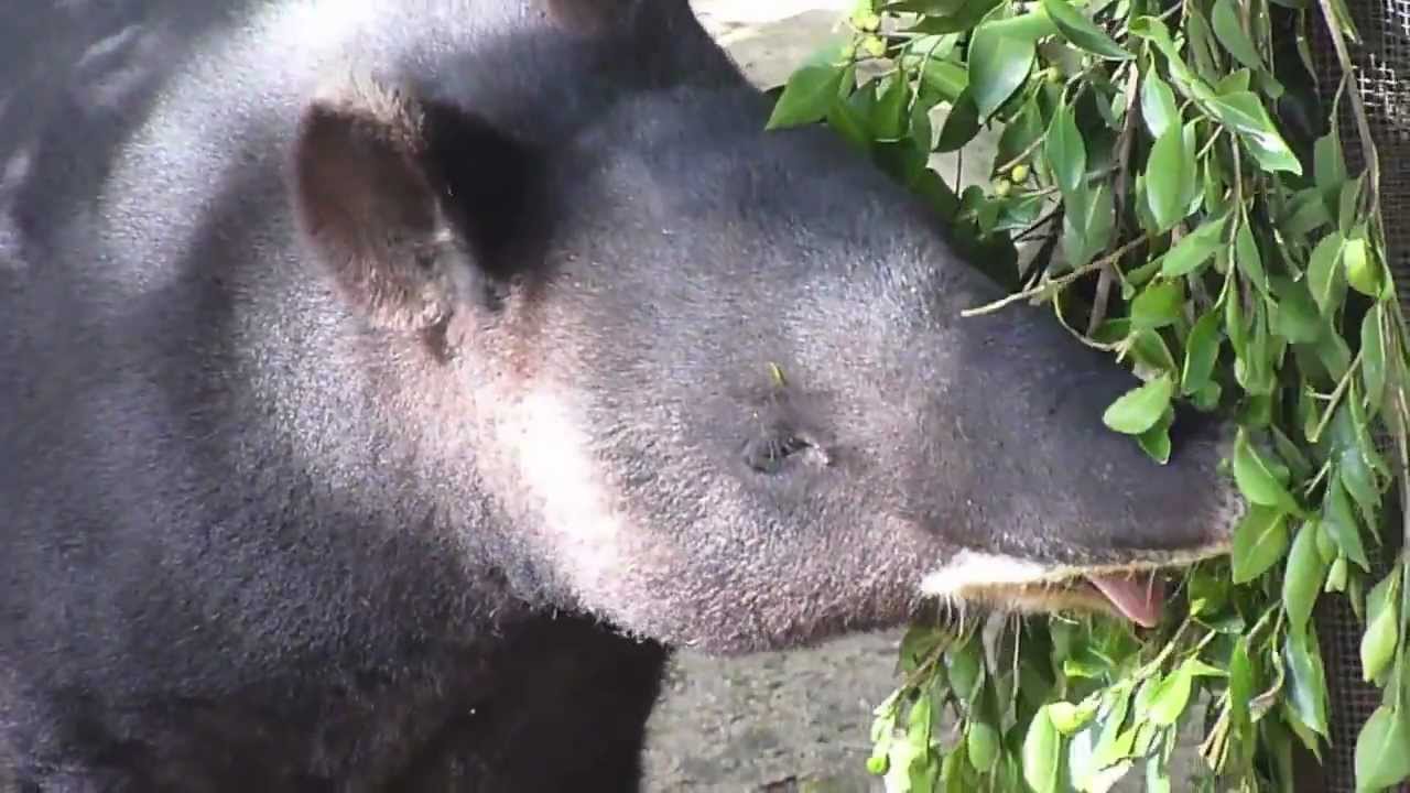 MOUNTAIN TAPIR YouTube