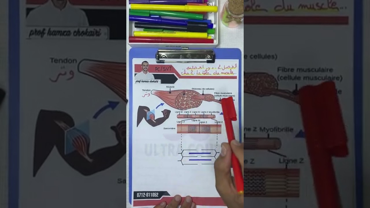 ملخص رائع للعضلة 💯 Résumé du muscle