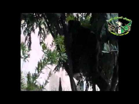 كتيبة عمرو بن العاص في حماه تقوم بضرب حاجز بناء حجازي