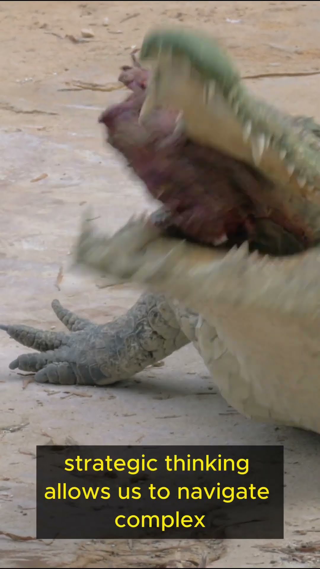 Life Lessons from Crocodiles   Part 4 #shorts  #mindfulness #exploration #inspiration #crocodile