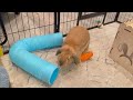 The fence is strong: Bunny HuanHuan pushes and bites the fence and gets frustrated.