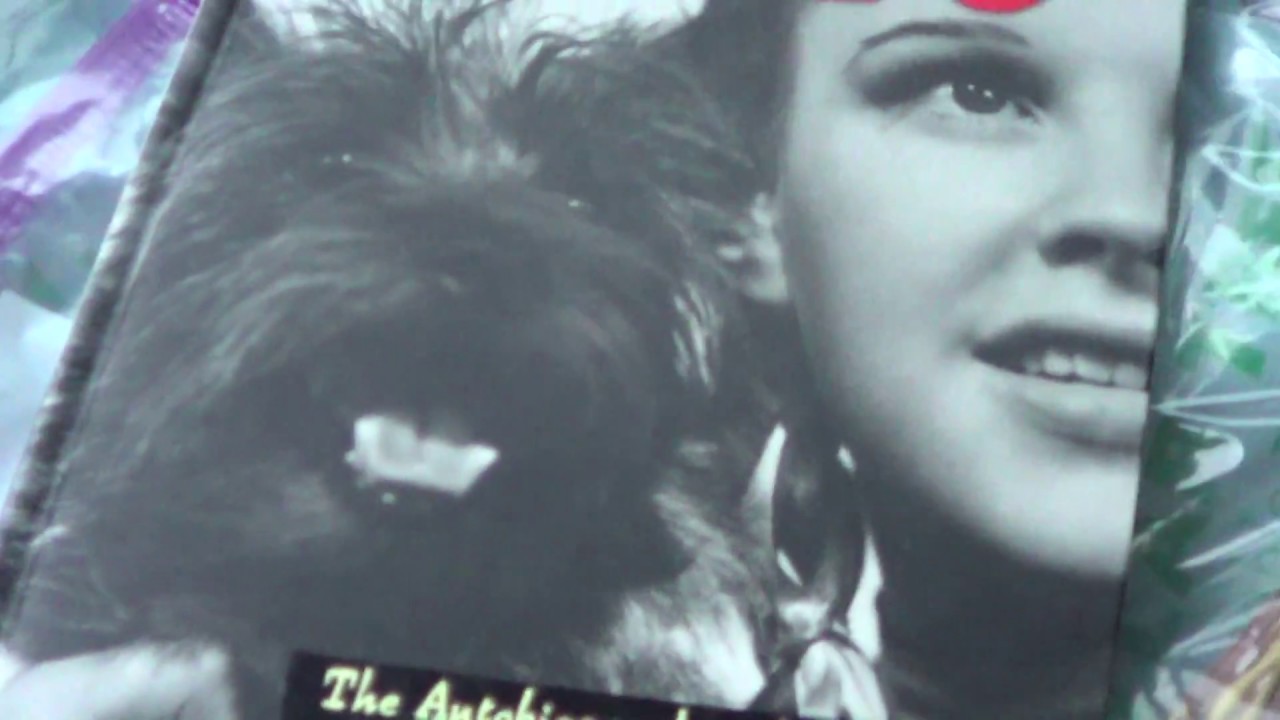 TOTO  dog on sidewalk  11 17 2017