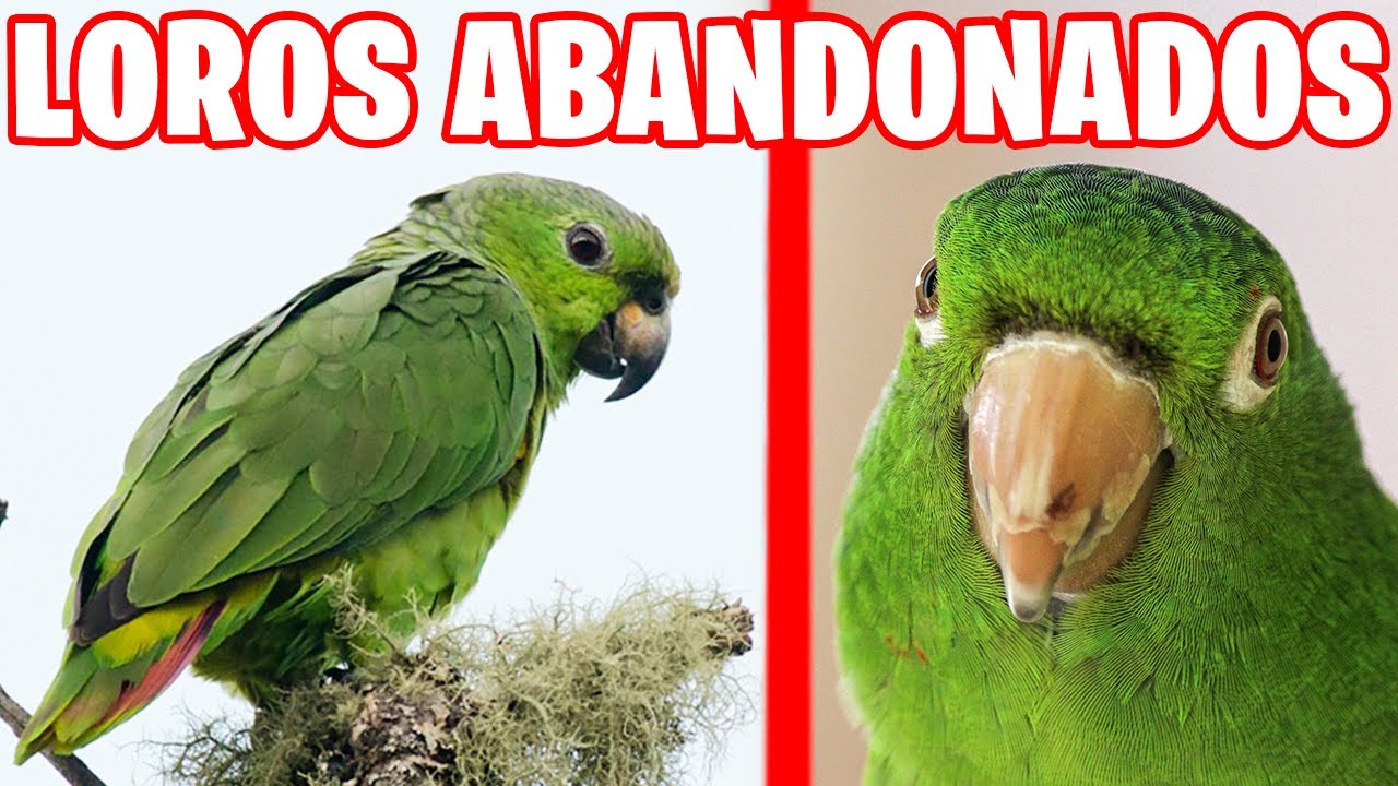 Diferencias entre loros y guacamayos