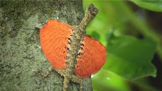 FLYING LIZARD in Slow Motion