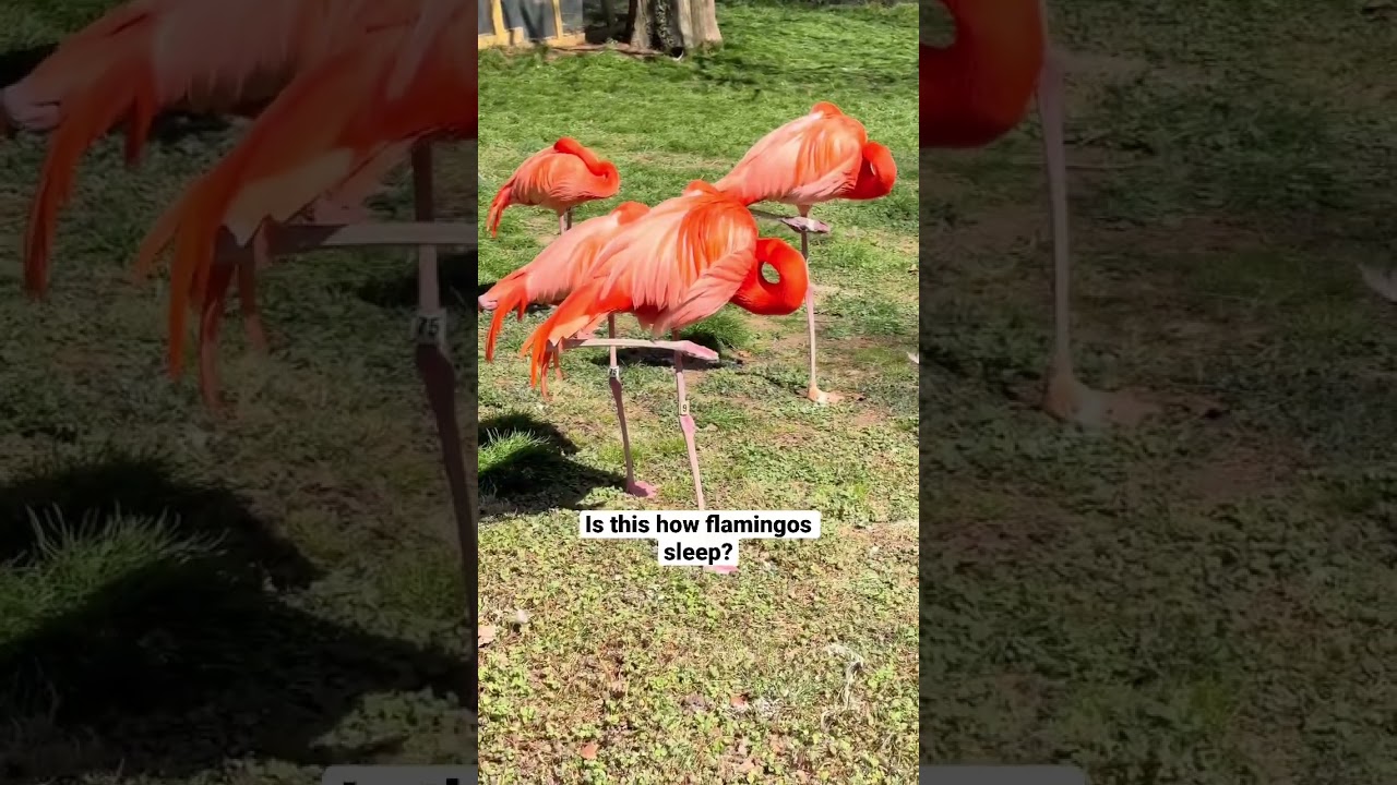 They have a strong pose 😳 