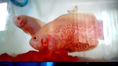 Thiên đường cá cảnh đẹp nhất   tuong nhỏ bạch tạng trắng lớn hoa mai vàng Châu Phi Đẹp nhất Thế Giới