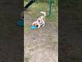 Fluffy Geniuses Crew 7  #shots #dogs #funnydogs #собака #Cavalier #King Charles #spaniel #dogtips