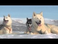Human Planet | Arctic: Greenland sled dogs | Premieres Sunday, 20 March, ABC1