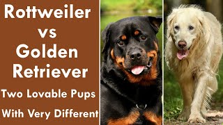 Rottweiler vs Golden Retriever Two Lovable Pups With Very Different Personalities