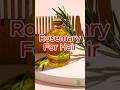 Rosemary For Hair Routine (US Herbal Tip) #rosemaryoilforhairgrowth #rosemary