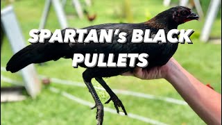 Spartans Black Over Black Hennie Pullets Last Season Oronce Brothers Signature Line