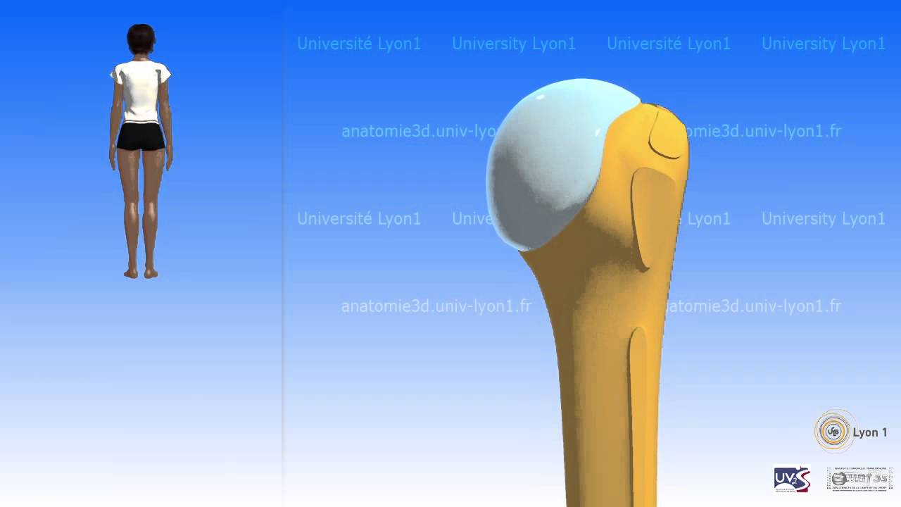The Humerus - YouTube