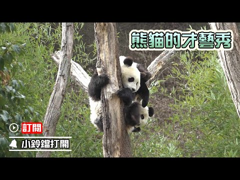 《熊貓早晚安》“功夫熊貓”表演下樹 | iPanda熊貓頻道