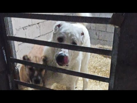 ქართული ნაგაზი აფინა და ხოდა