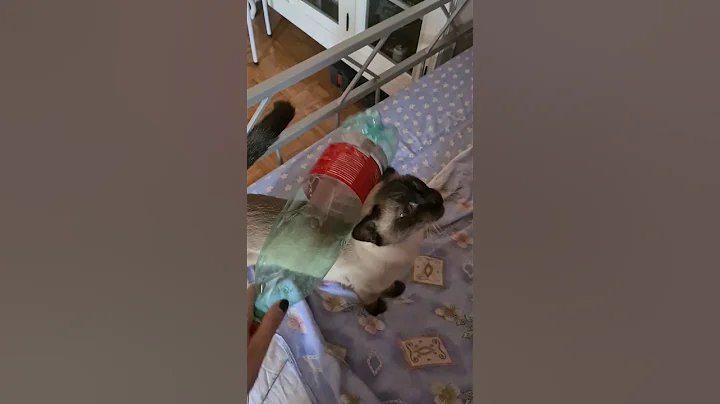 Video 3811461: siamese cat pets, siamese cat funny, pet water