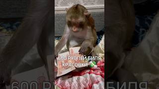 600₽ НАФИГ 🤑😯 #rek #monkey #omega #brother #ещкере #браток #а4 #майнкрафт #роблокс #tiktok